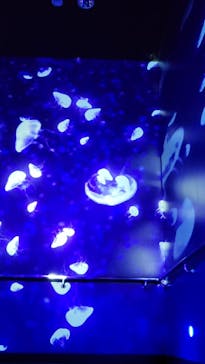 サンシャイン水族館に投稿された画像（2023/5/5）