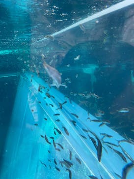 環境水族館アクアマリンふくしまに投稿された画像（2023/5/5）