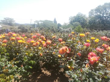 いばらきフラワーパークに投稿された画像（2023/5/5）