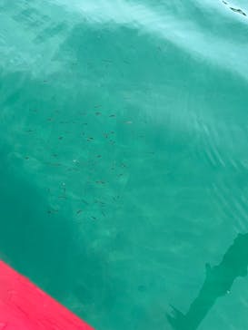 志摩で遊び隊に投稿された画像（2023/5/5）