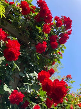 横浜イングリッシュガーデンに投稿された画像（2023/5/5）