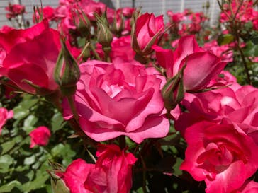 横浜イングリッシュガーデンに投稿された画像（2023/5/5）