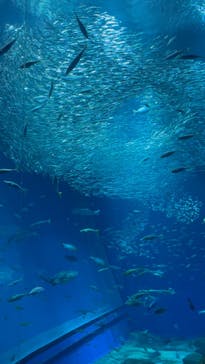 アクアワールド茨城県大洗水族館に投稿された画像（2023/5/5）