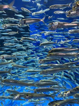 アクアワールド茨城県大洗水族館に投稿された画像（2023/5/5）