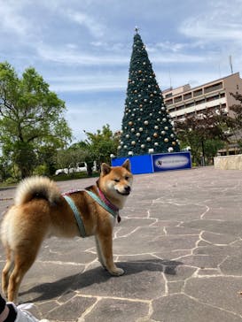 NESTA RESORT KOBE（ネスタリゾート神戸）に投稿された画像（2023/5/5）