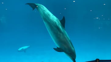 名古屋港水族館に投稿された画像（2023/5/5）