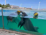 横浜・八景島シーパラダイスに投稿された画像（2023/5/5）