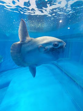 アクアワールド茨城県大洗水族館に投稿された画像（2023/5/5）