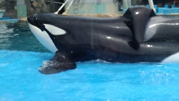 名古屋港水族館に投稿された画像（2023/5/5）