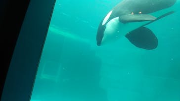 名古屋港水族館に投稿された画像（2023/5/5）