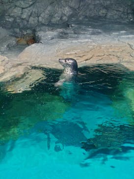 アクアワールド茨城県大洗水族館に投稿された画像（2023/5/5）