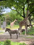 天王寺動物園に投稿された画像（2023/5/5）