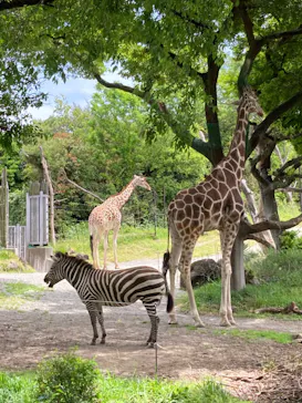 天王寺動物園に投稿された画像（2023/5/5）