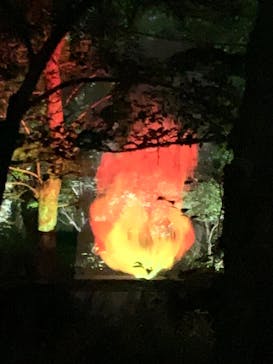 チームラボ ボタニカルガーデン 大阪に投稿された画像（2023/5/5）