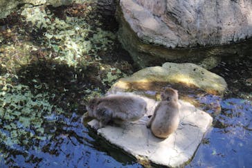 よこはま動物園ズーラシアに投稿された画像（2023/5/5）