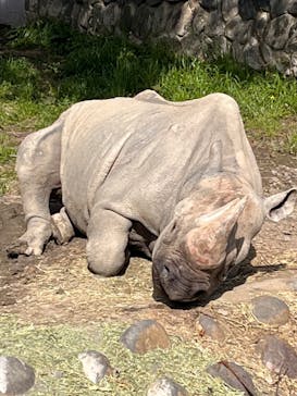 日立市かみね動物園に投稿された画像（2023/5/5）