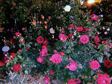 ひらかたパークに投稿された画像（2023/5/5）