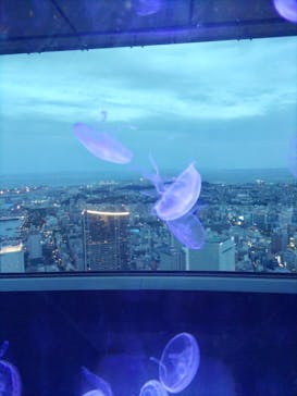 横浜ランドマークタワー 69階展望フロア スカイガーデンに投稿された画像（2023/5/5）