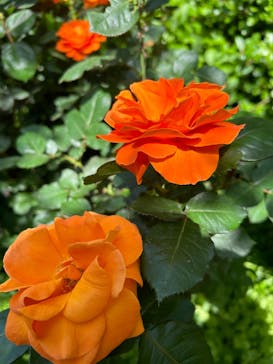 横浜イングリッシュガーデンに投稿された画像（2023/5/5）