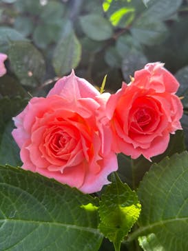 横浜イングリッシュガーデンに投稿された画像（2023/5/5）