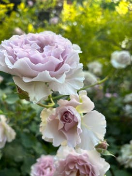 横浜イングリッシュガーデンに投稿された画像（2023/5/5）