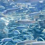 アクアワールド茨城県大洗水族館に投稿された画像（2023/5/6）