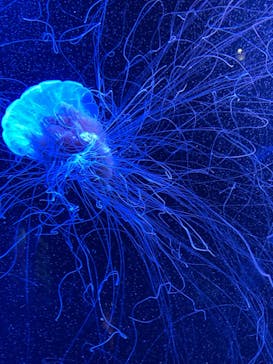 マリンワールド海の中道に投稿された画像（2023/5/5）