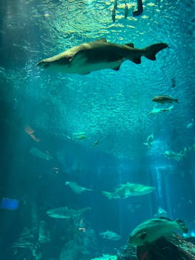 マリンワールド海の中道に投稿された画像（2023/5/5）