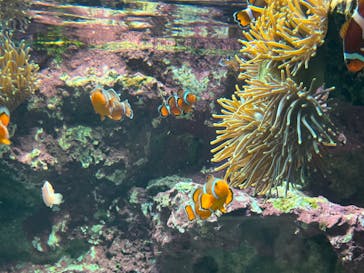 サンシャイン水族館に投稿された画像（2023/5/5）