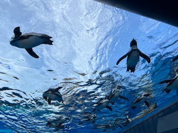サンシャイン水族館に投稿された画像（2023/5/5）