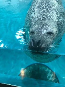 大分マリーンパレス水族館 「うみたまご」に投稿された画像（2023/5/5）