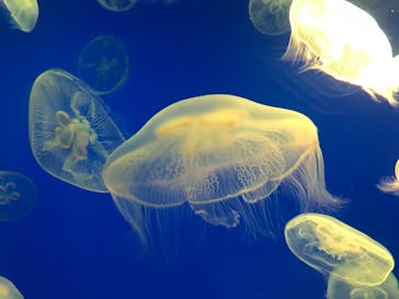 大分マリーンパレス水族館 「うみたまご」に投稿された画像（2023/5/5）