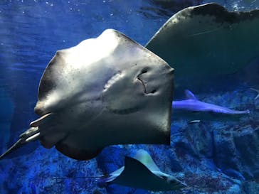 大分マリーンパレス水族館 「うみたまご」に投稿された画像（2023/5/5）