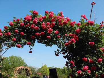 京成バラ園に投稿された画像（2023/5/5）