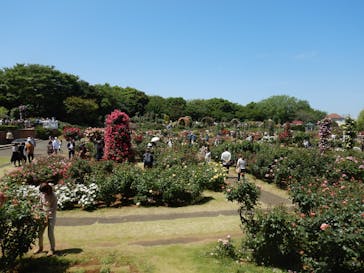 京成バラ園に投稿された画像（2023/5/5）