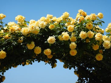 京成バラ園に投稿された画像（2023/5/5）