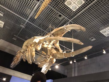 国立科学博物館に投稿された画像（2023/5/5）