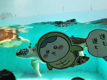 仙台うみの杜水族館に投稿された画像（2023/5/5）