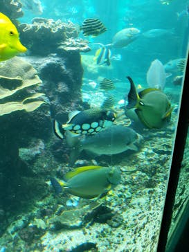 串本海中公園水族館に投稿された画像（2023/5/5）