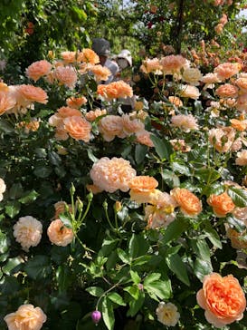 横浜イングリッシュガーデンに投稿された画像（2023/5/5）