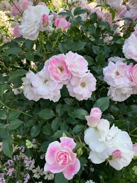 横浜イングリッシュガーデンに投稿された画像（2023/5/5）