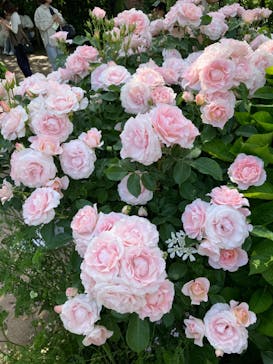 横浜イングリッシュガーデンに投稿された画像（2023/5/5）