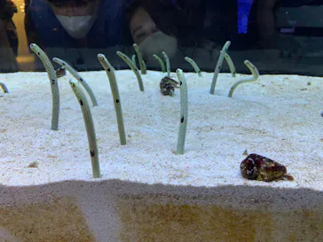 すみだ水族館に投稿された画像（2023/5/6）