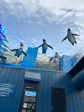サンシャイン水族館に投稿された画像（2023/5/6）