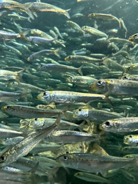 サンシャイン水族館に投稿された画像（2023/5/6）