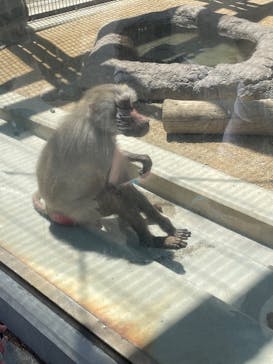東武動物公園に投稿された画像（2023/5/6）