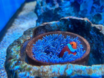 アクアワールド茨城県大洗水族館に投稿された画像（2023/5/6）