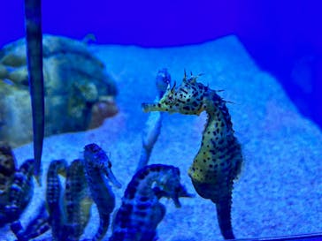 アクアワールド茨城県大洗水族館に投稿された画像（2023/5/6）