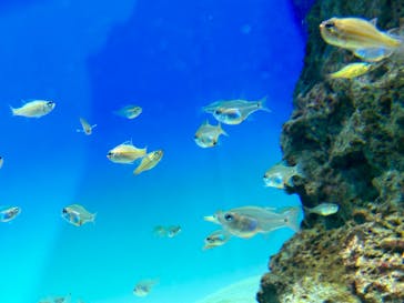 アクアワールド茨城県大洗水族館に投稿された画像（2023/5/6）
