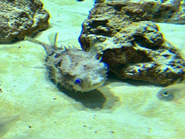 アクアワールド茨城県大洗水族館に投稿された画像（2023/5/6）